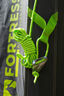 Zempire Tough Guy Ropes, Green, hi-res