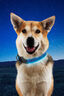 Nite Ize NiteDog® Rechargeable LED Collar, Blue, hi-res