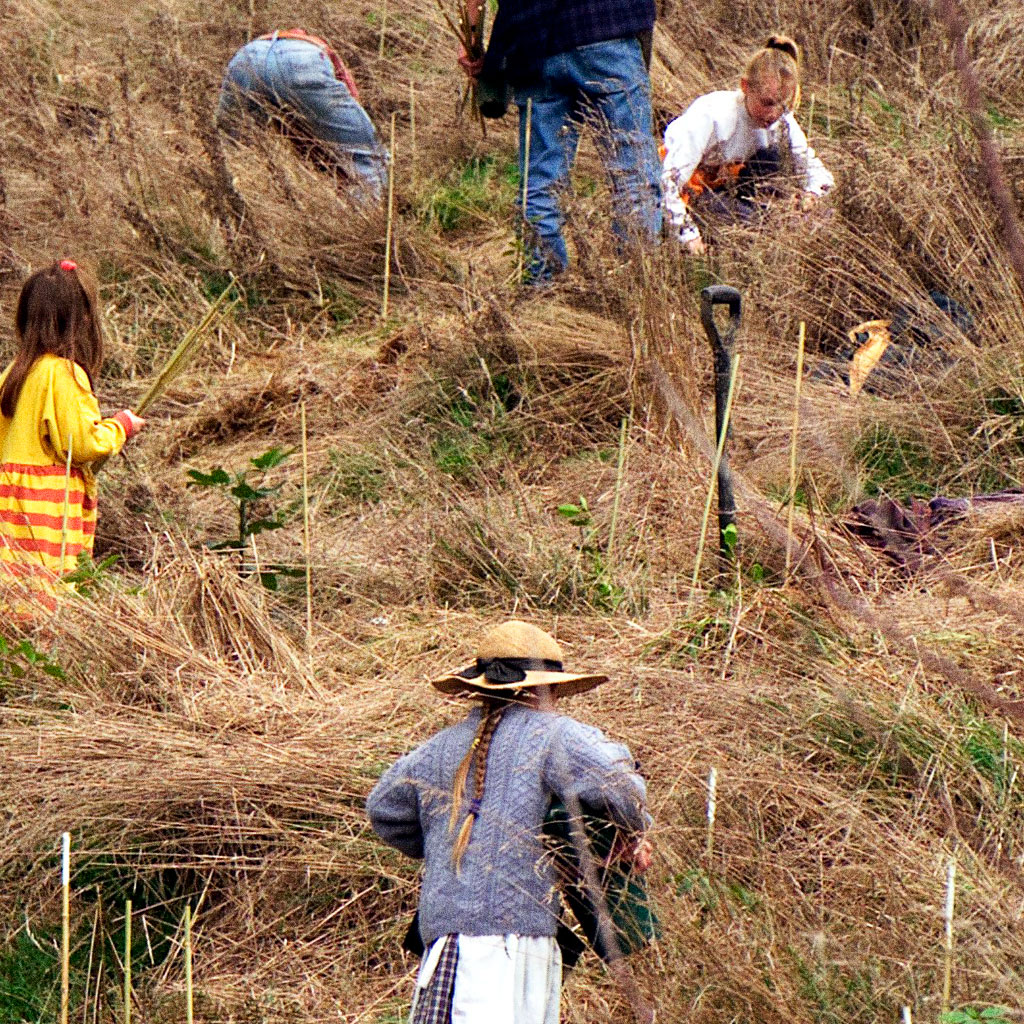 5 people planting trees