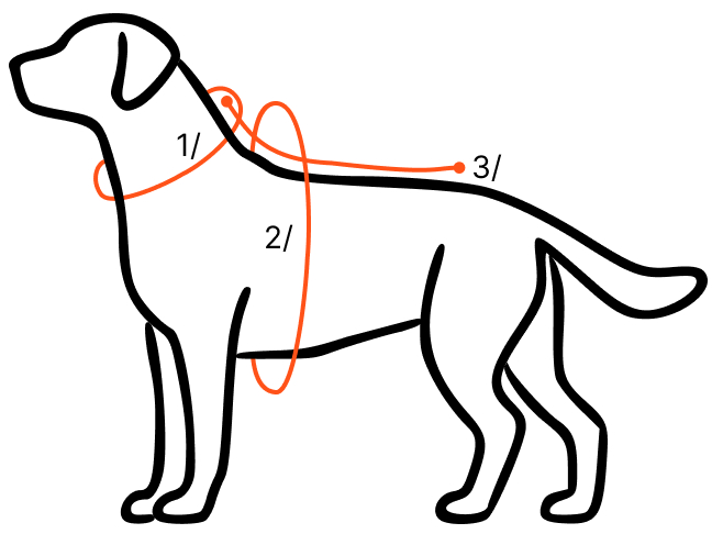 size chart diagram showing how to measure your back length