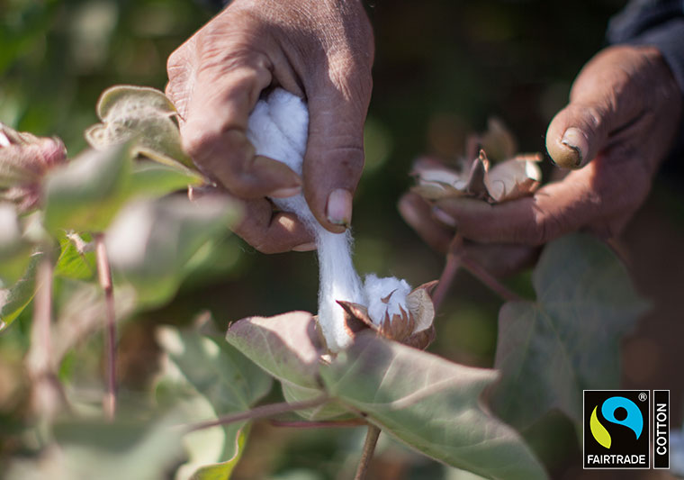 2 Fairtrade cotton farmers picking cotton